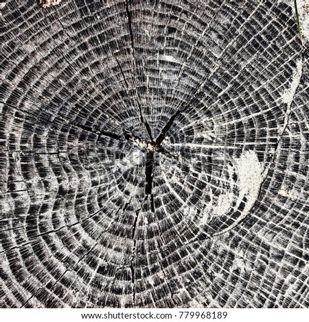 Wood texture. Background of cut logs, natural old wood. Round the figure . Copy space. You can use the design as a banner. Black and white tinted