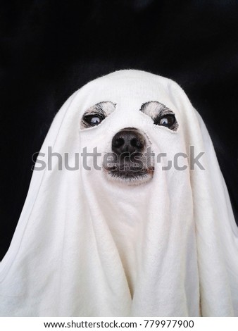 cute chihuahua dressed up like a ghost for halloween with a white sheet over his head isolated on a black background