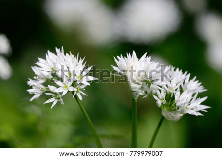 Close up of ramson flowers in bloom with a green background