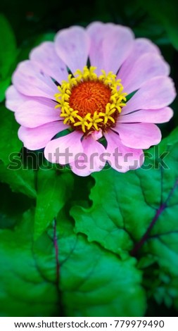nice flower background,solf and blurred.