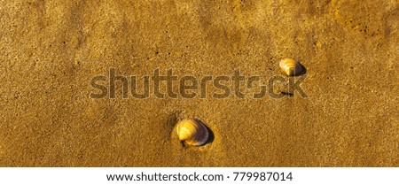 natural sea shell lying on the sandy beach, washed by water, sunny day, holiday