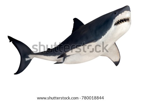 Shark isolated on white background Royalty-Free Stock Photo #780018844