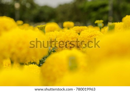 Marigold flowers With background blurred