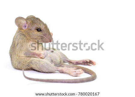 mouse animal rat isolated on White Background