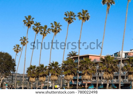 Palm trees in La Jolla