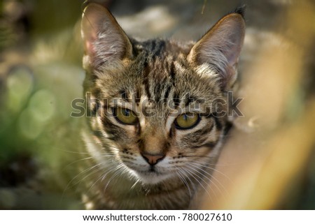 Tabby Cat Yellow eyes
