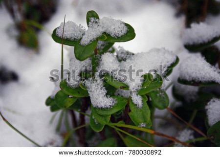 Bush bilberry in the winter forest