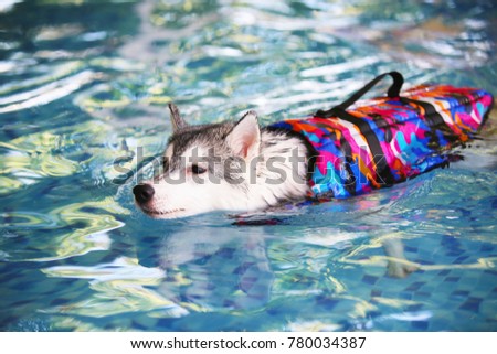 Siberian Husky puppy swimming.
