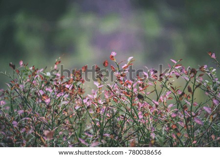 Ripe red lingonberry, partridgeberry, or cowberry grows in pine forest with white moss background - vintage film look