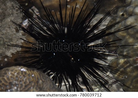 Sea Urchin Diadema Setosum