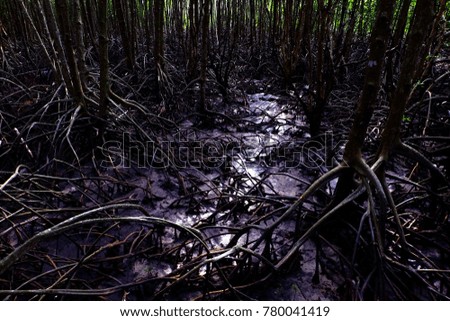 Dark forest with sun light shine through the tree on floor, Cold air among mangrove forest on wetlands, Quiet place in the middle of the jungle, Thailand