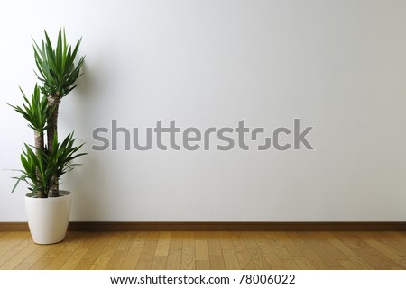 Yucca in white room Royalty-Free Stock Photo #78006022