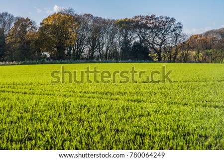 Green field with new crops growing, sheltered by a row of trees in a farming landscape in bright sunlight. The green shoots surging upwards into new life in the beautiful English countryside.