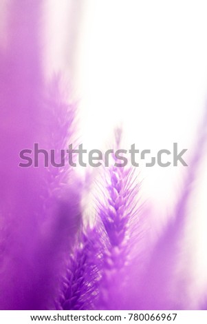 Ultra violet. Abstract pastel deep purple blue and red color mixture of grassy soft focused background - Peeping through the closeup grass straws - Fashion colour macro photo.