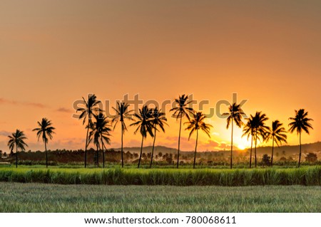 Silhouette of palm trees at sunset Royalty-Free Stock Photo #780068611