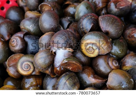 Fresh edible snails on a local market in Mekong delta, Vietnam.
