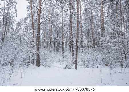 Beautiful winter landscape with big snow. Nature in the vicinity of Pruzhany, Brest region.
