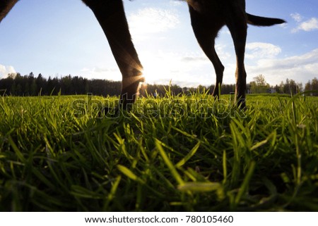 dog. unusual angle. dog legs on the grass Royalty-Free Stock Photo #780105460