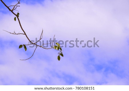 Branch on Cloud and Blue sky background
