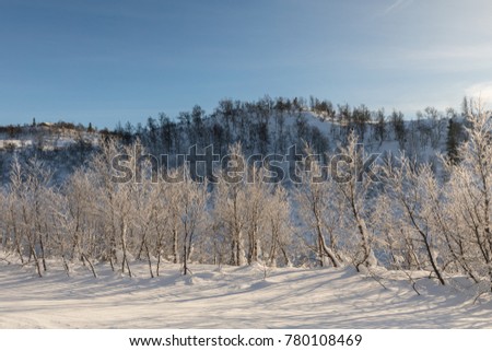 Mountain birch forest in winter landscape with snow and sunlight, in the mountains in Setesdal, Norway