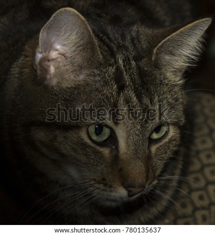 portrait of a domestic tabby cat