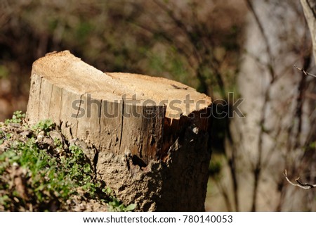small stump, root tree cut