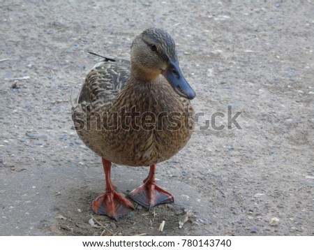 Wild duck Werl 