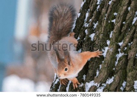 squirrel on the tree winter in the Park, nature