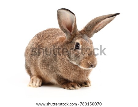 Rabbit sitting on white background 