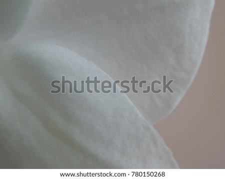 Blurred background of white petals of orchids.