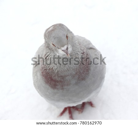 Light gray dove close-up