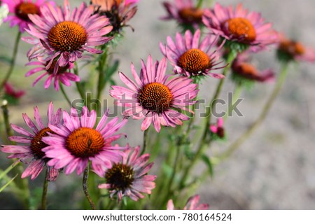 Aster Flowers in Chicago, USA