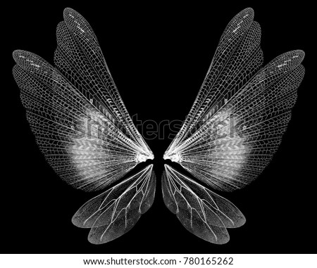 Insect wings isolated on black background