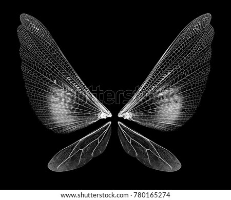 Insect wings isolated on black background Royalty-Free Stock Photo #780165274