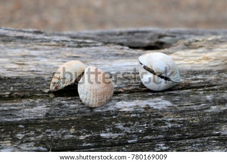 Two shells on a tree crushed by the seashore