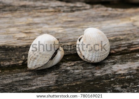 Two shells on a tree crushed by the seashore