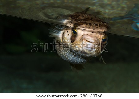 Isolated Porcupine fish also known as puffer fish 