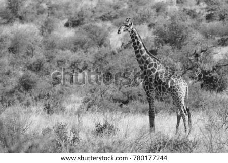 Single Giraffe isolated against the background acacia bushes in monochrome