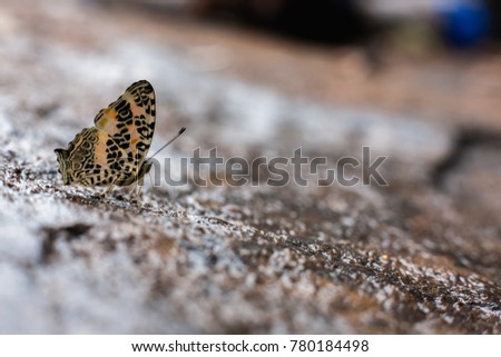 Butterfly Himalayan Jester