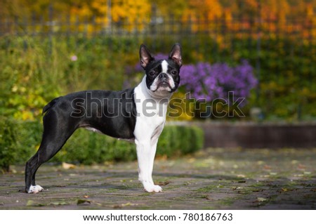 Boston terrier dog posing in the beautiful colorful autumn park.