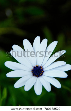 flower in summer