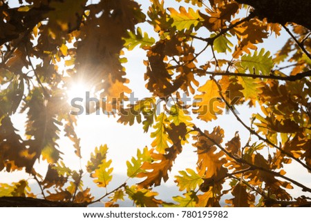 Closeup of some autumn Oak leaves  with sun as backlight