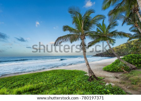 beach with palm tree , reunion island Royalty-Free Stock Photo #780197371
