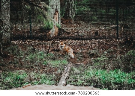 Orange fox in national park, wild forest.