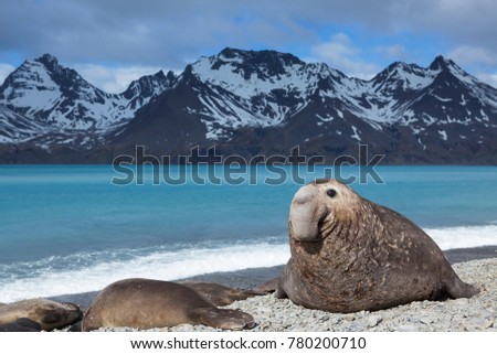 Elephant seal on beach of South Georgia Royalty-Free Stock Photo #780200710