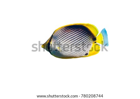 Blackback butterflyfish (Chaetodon melannotus) on white isolated background with clipping path