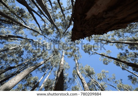 Eucalyptus Trees in Peru