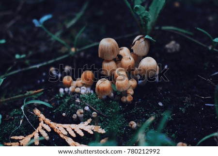 Mushrooms Nature Background