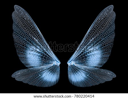 Insect wings isolated on black background