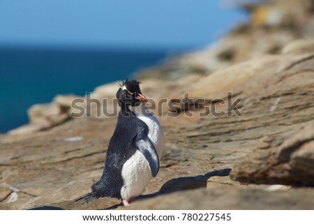 Rockhopper Penguin (Eudyptes chrysocome) on the cliffs above The Neck on Saunders Island in the Falkland Islands